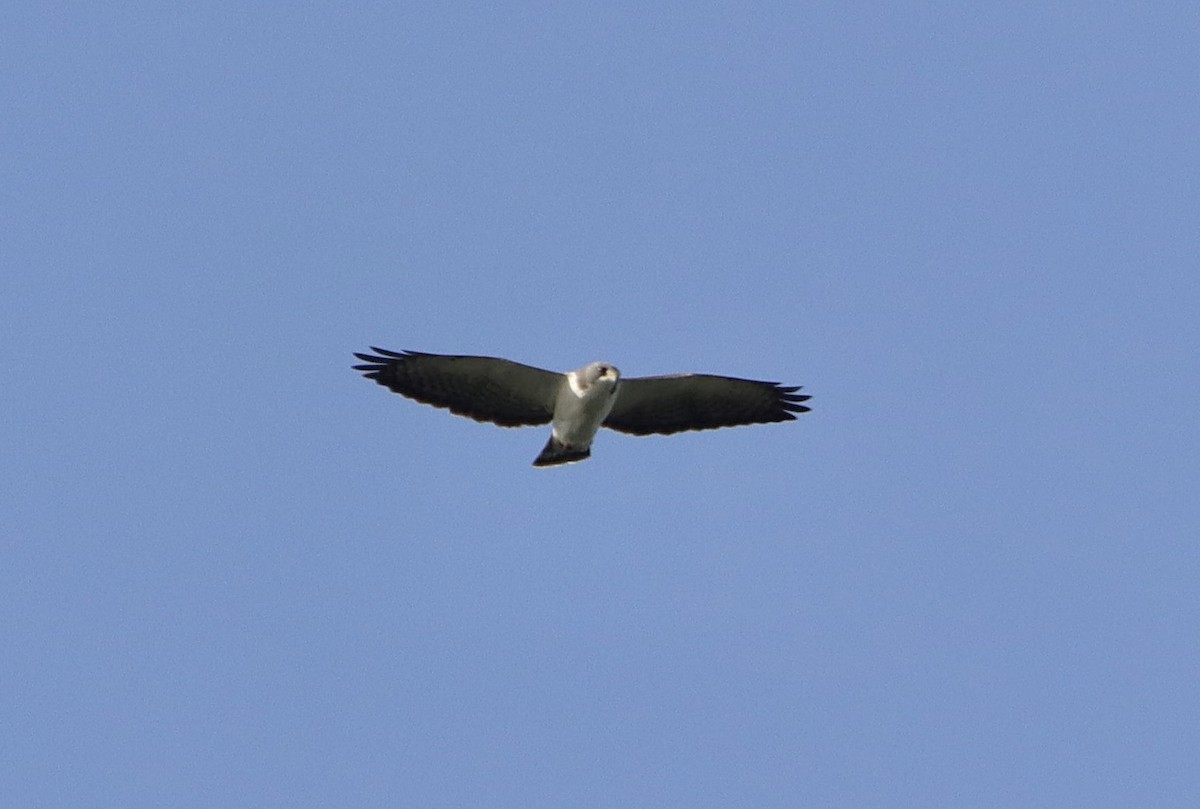 Short-tailed Hawk - ML618895650