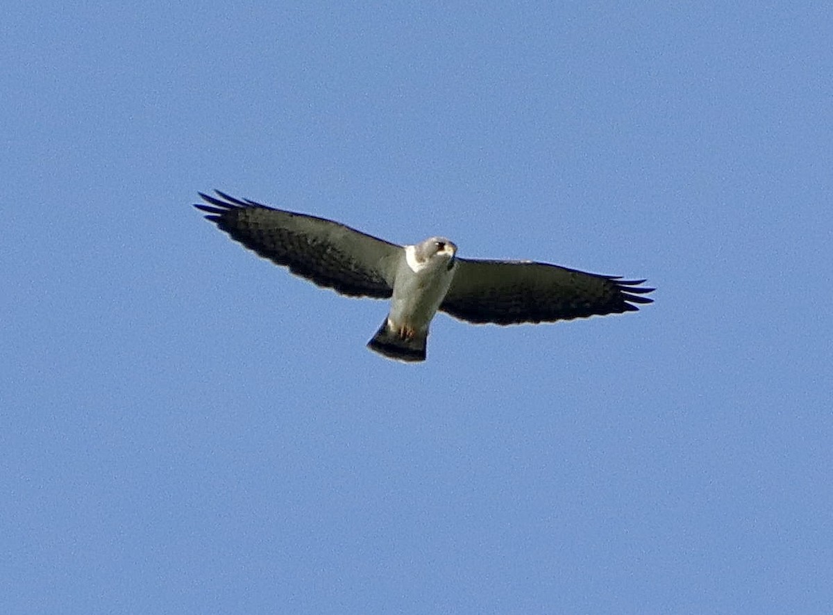 Short-tailed Hawk - ML618895651