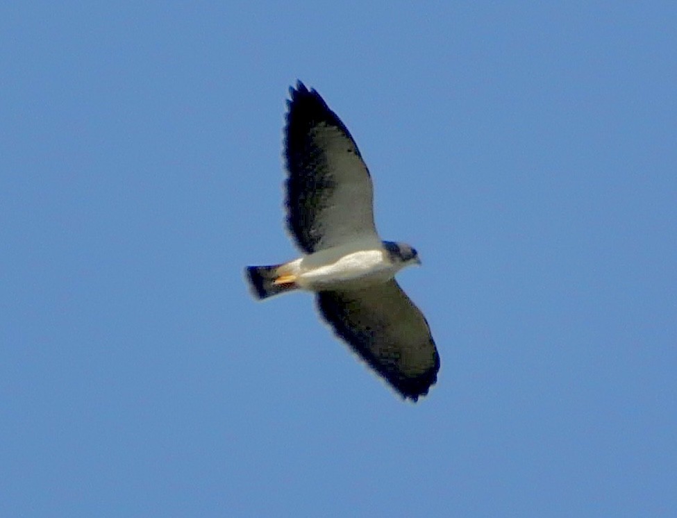 Short-tailed Hawk - ML618895653