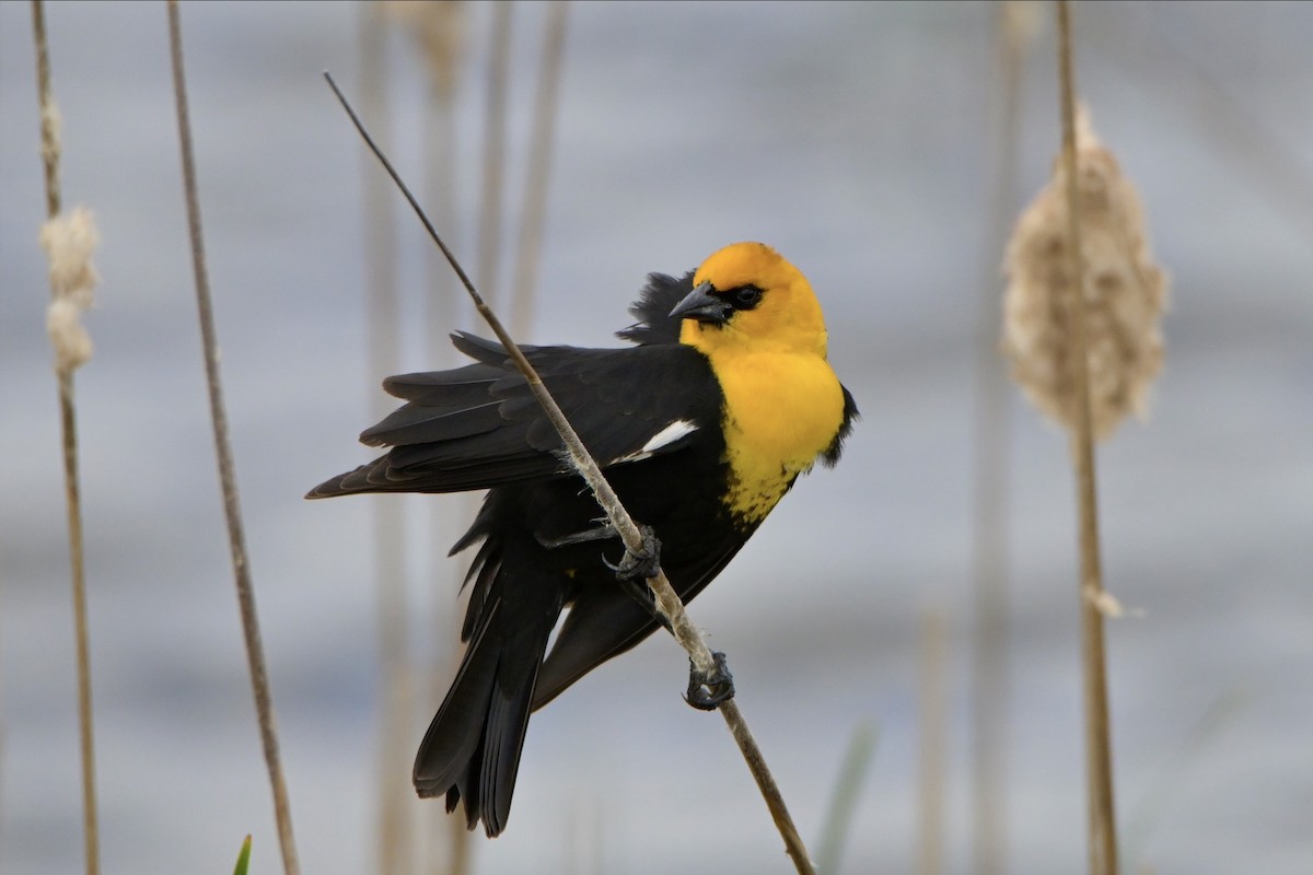 Yellow-headed Blackbird - ML618895735