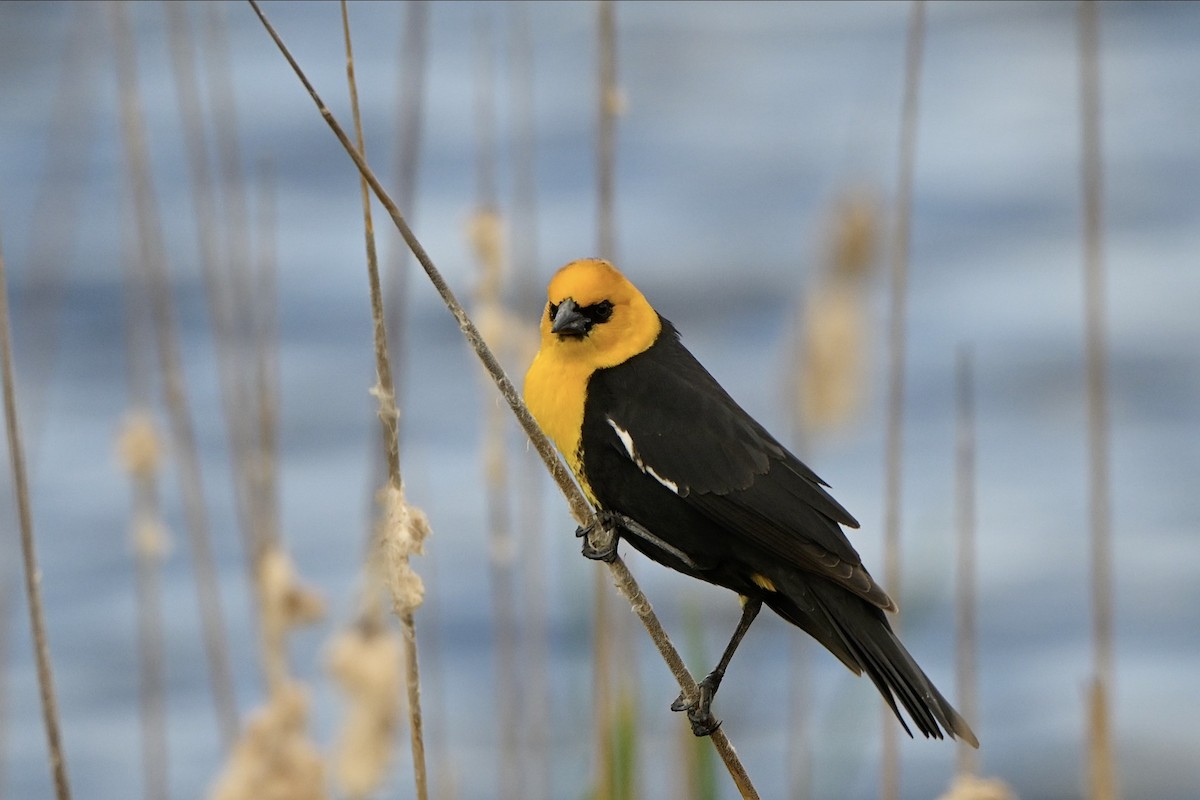 Yellow-headed Blackbird - Josiah Santiago
