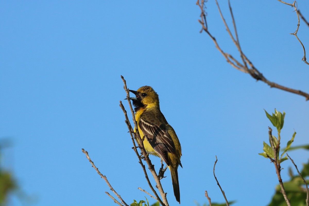 Orchard Oriole - ML618895738