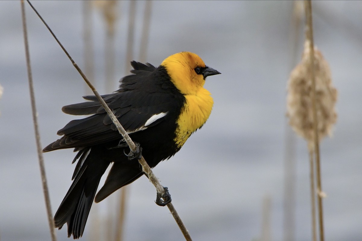 Yellow-headed Blackbird - ML618895769