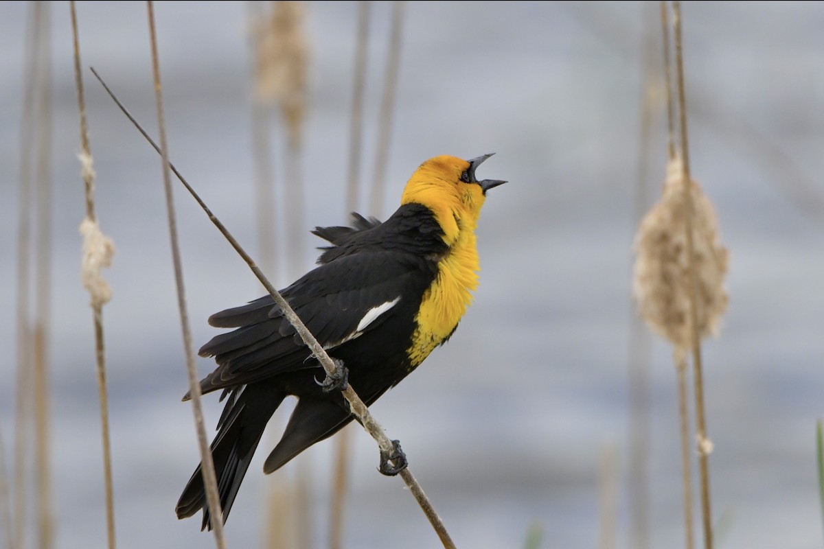 Yellow-headed Blackbird - Josiah Santiago