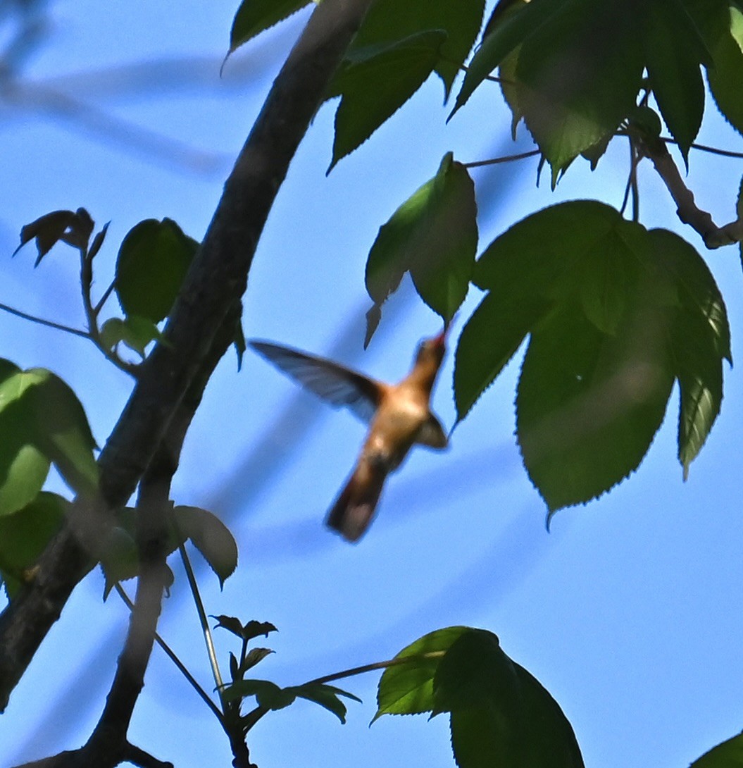 Cinnamon Hummingbird - ML618895902