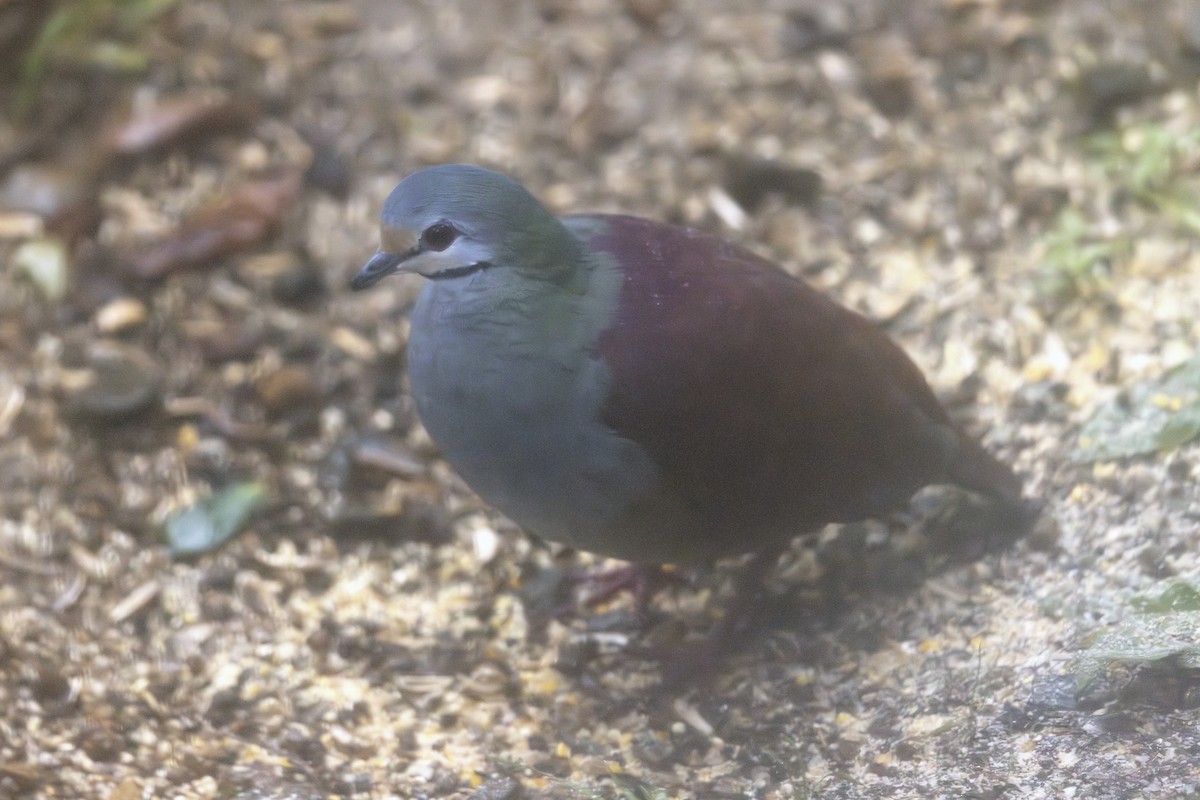 Buff-fronted Quail-Dove - ML618895908