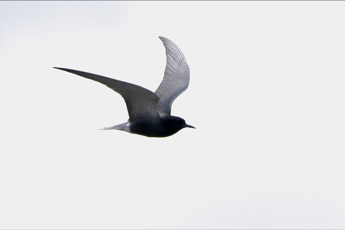 Black Tern - ML618895925