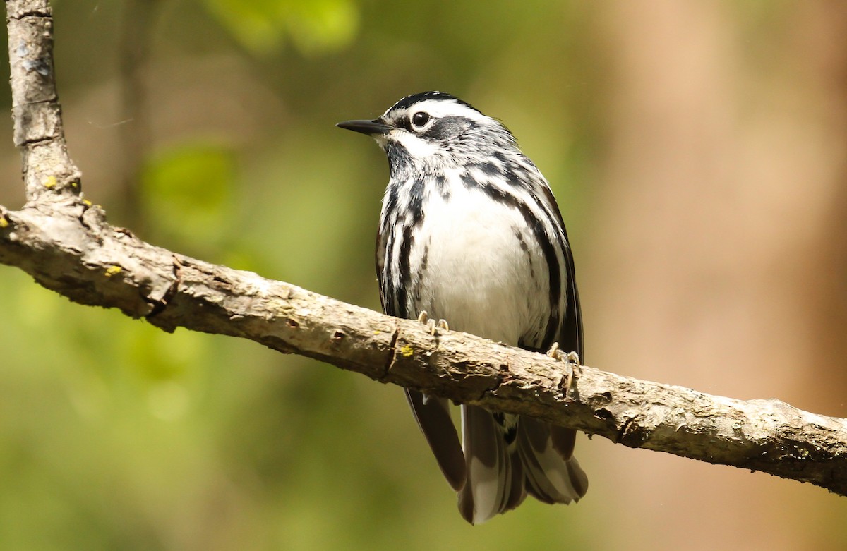 Black-and-white Warbler - ML618895998