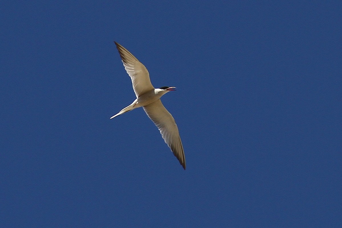 Common Tern - ML618896034