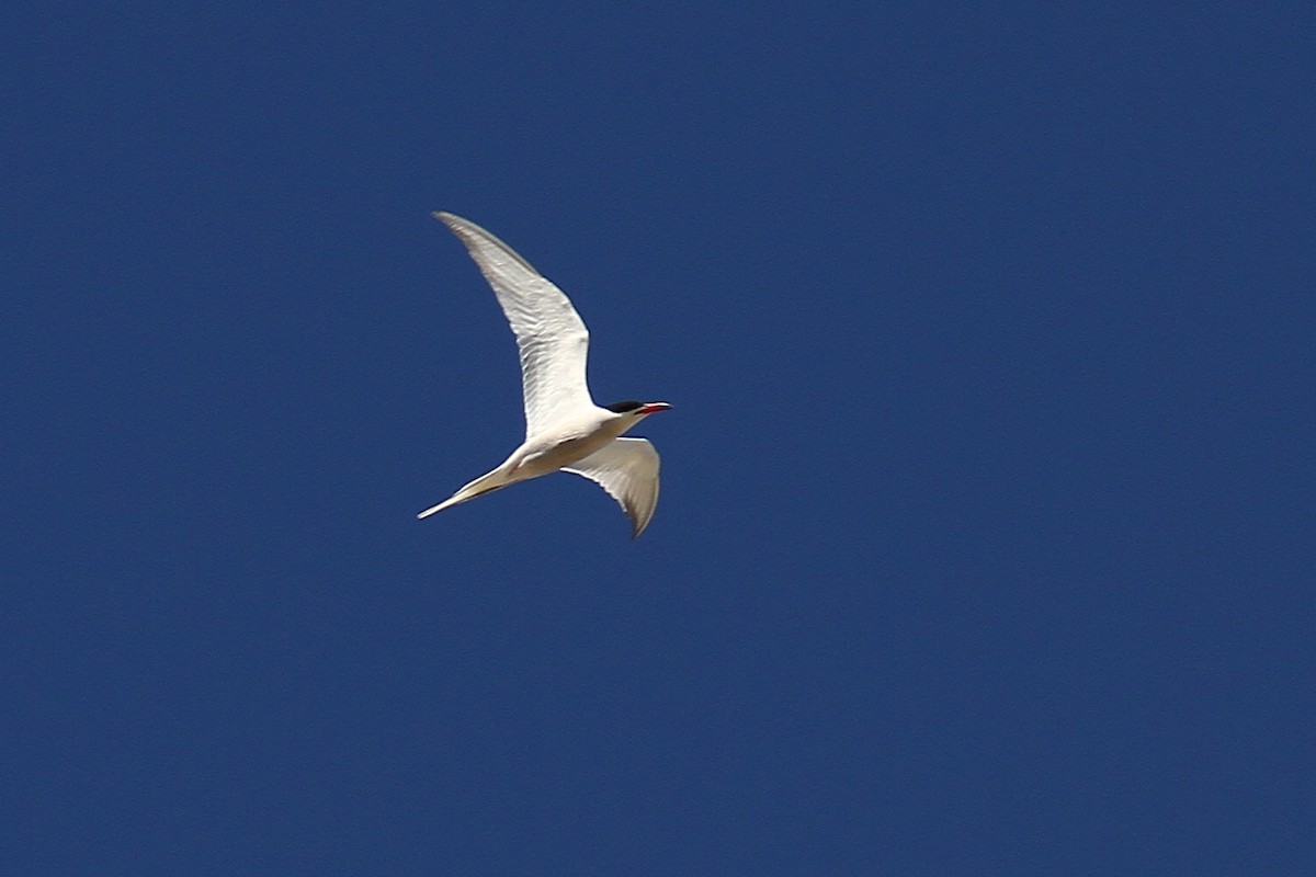 Common Tern - ML618896036