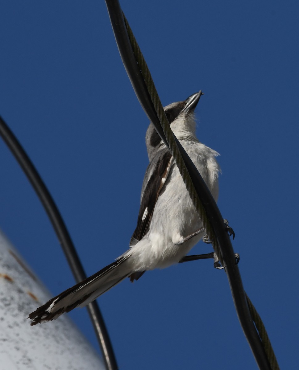Loggerhead Shrike - Suzanne Zuckerman