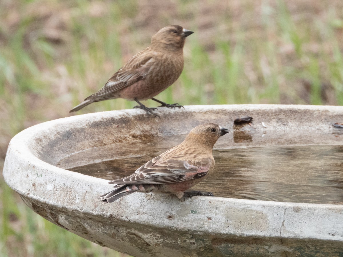 Brown-capped Rosy-Finch - ML618896160
