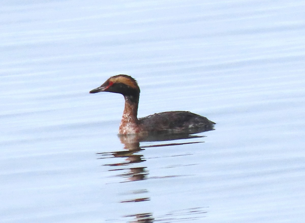 Horned Grebe - Patricia Lalonde