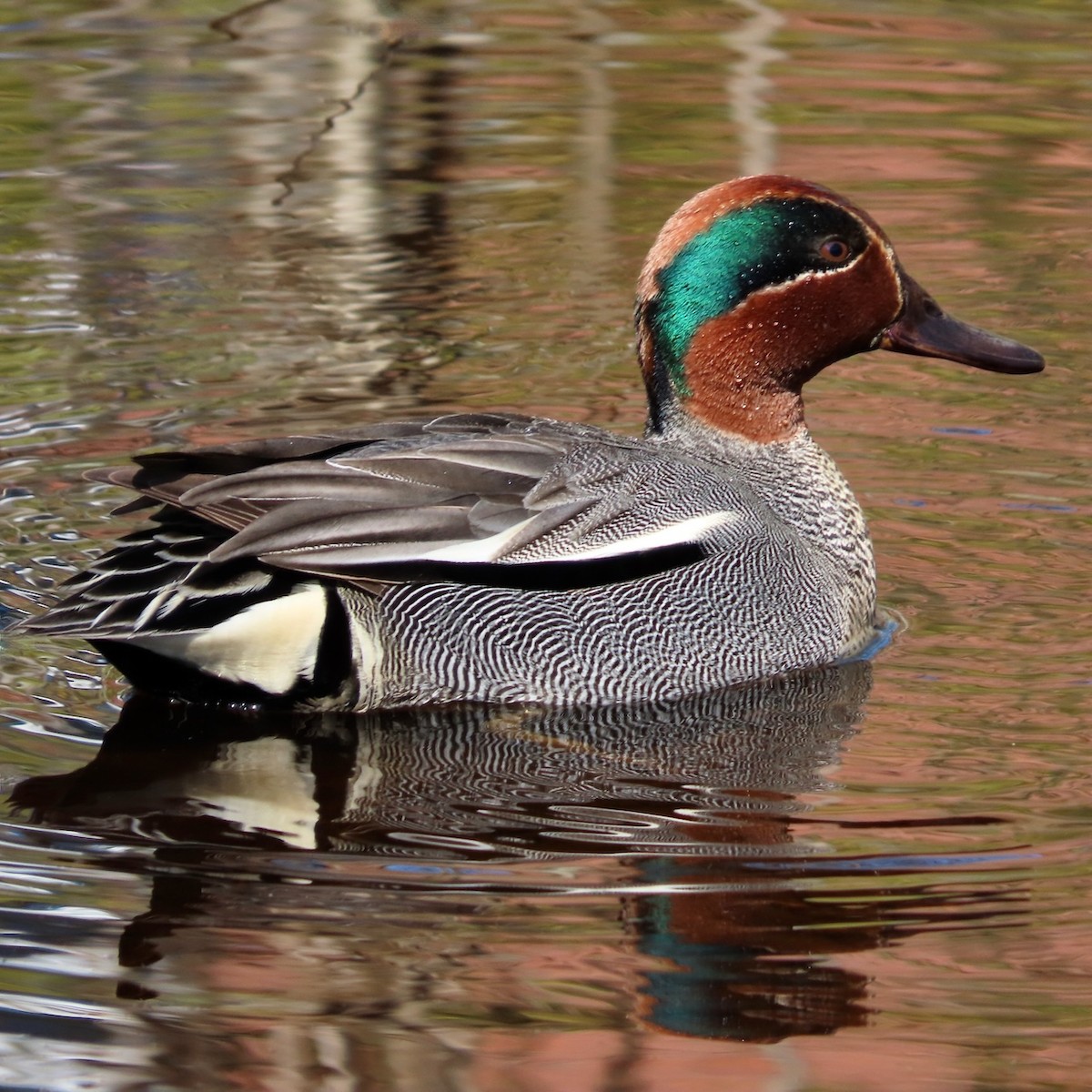 Green-winged Teal - ML618896237