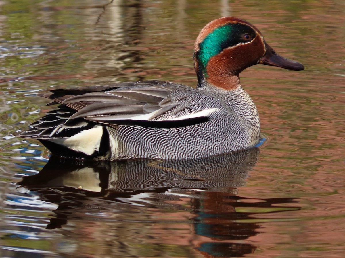 Green-winged Teal - ML618896238