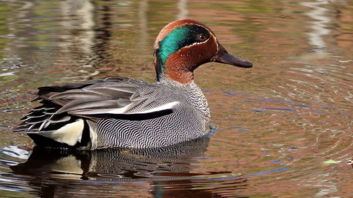 Green-winged Teal - ML618896239