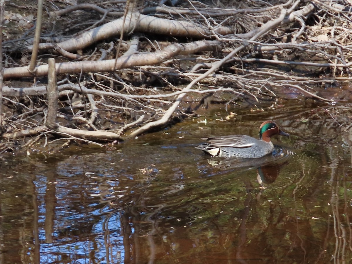 Green-winged Teal - ML618896240