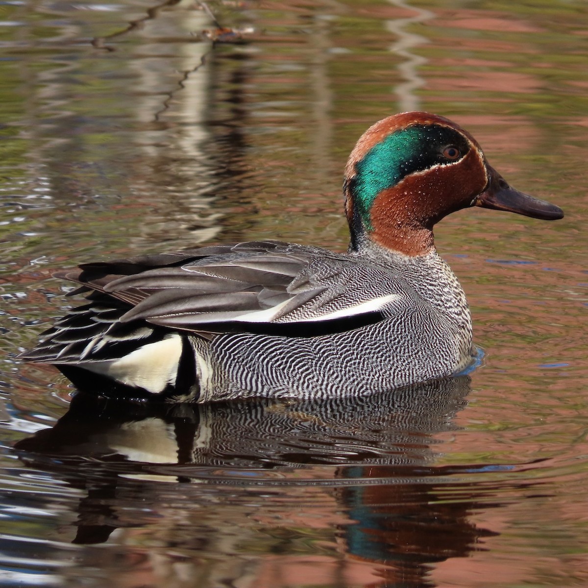 Green-winged Teal - ML618896241