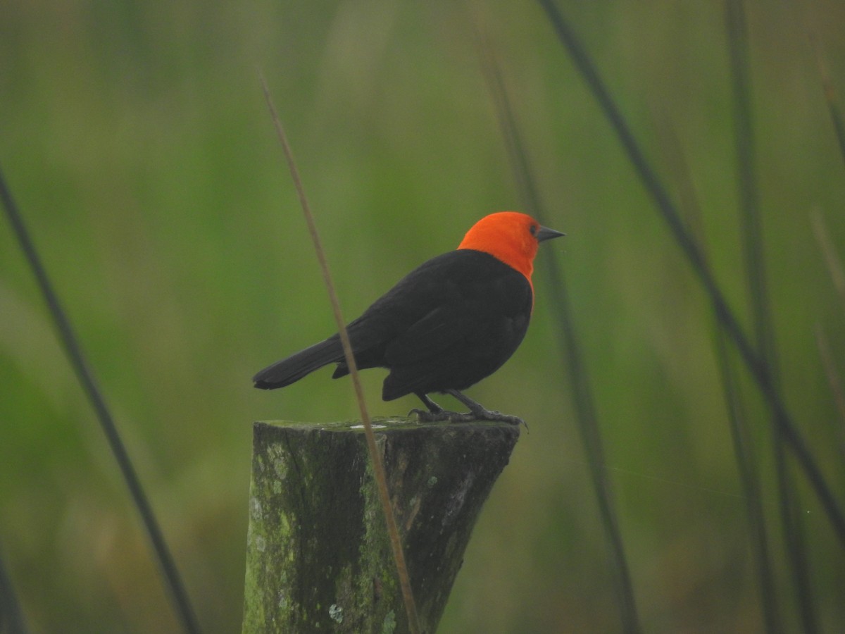 Scarlet-headed Blackbird - ML618896258