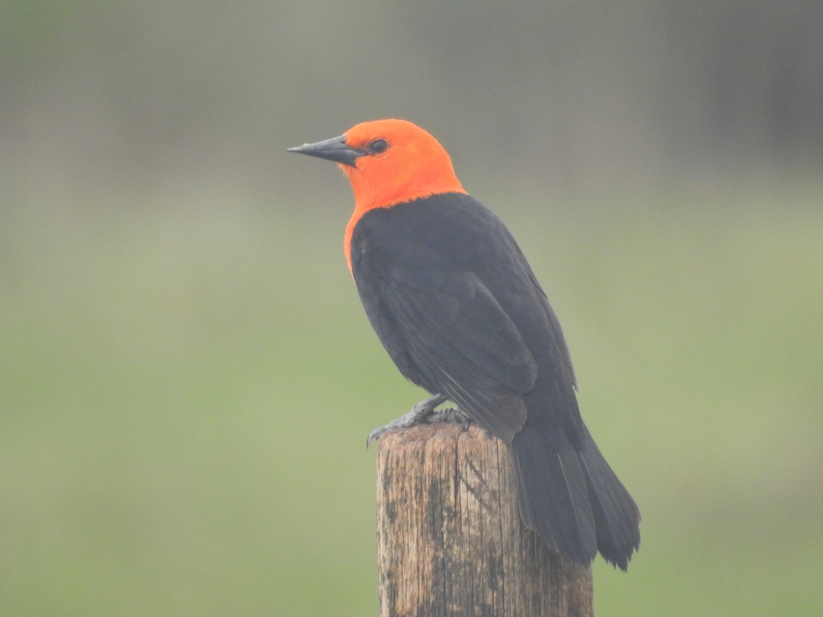 Scarlet-headed Blackbird - ML618896259
