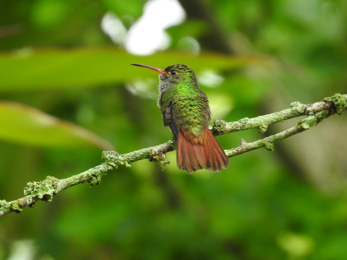 Rufous-tailed Hummingbird - David Ricardo Rodríguez Villamil