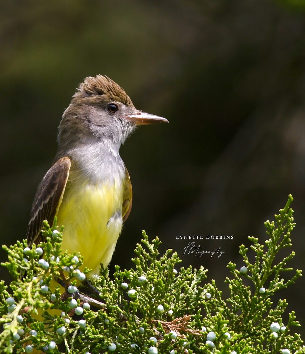 Great Crested Flycatcher - ML618896330