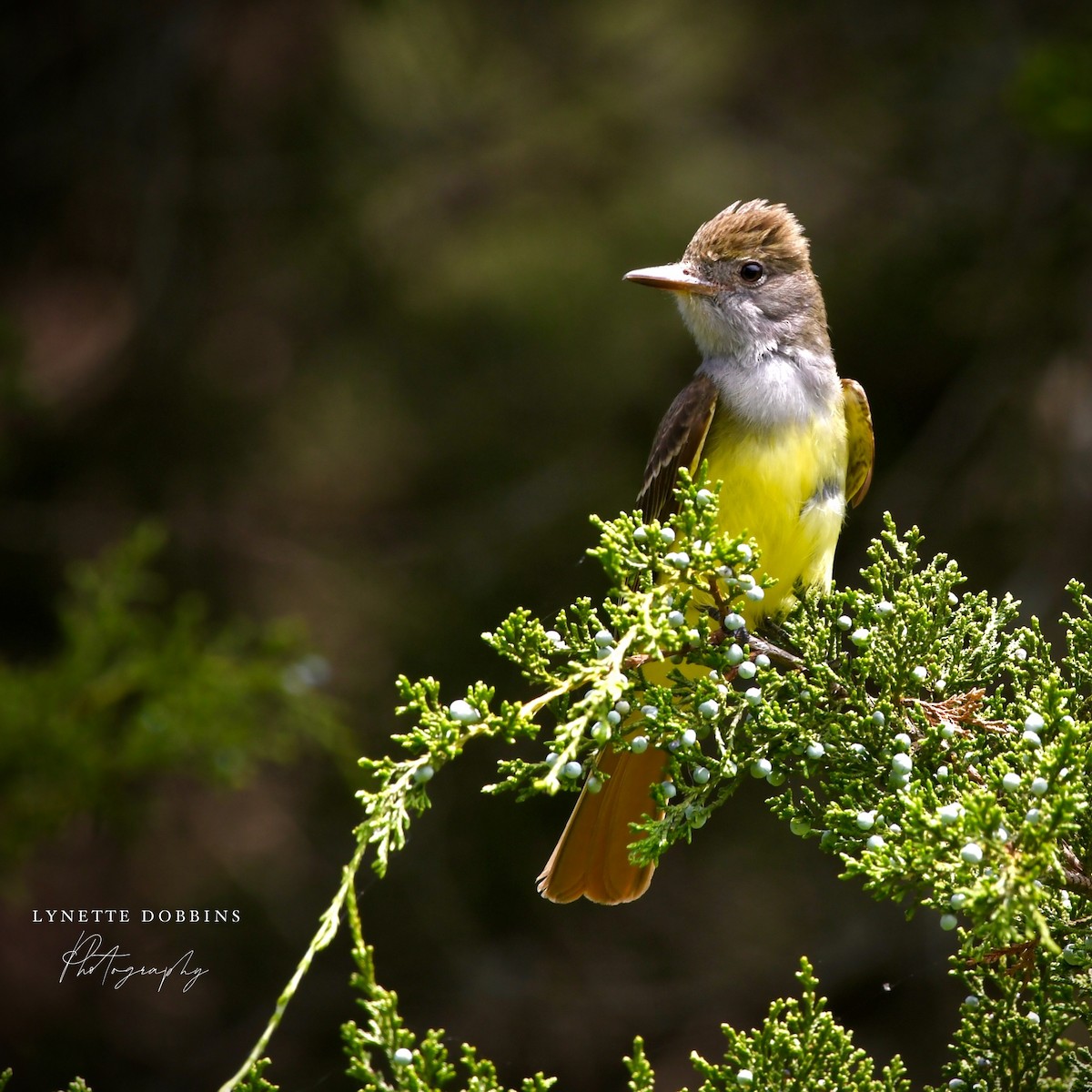 Great Crested Flycatcher - ML618896331