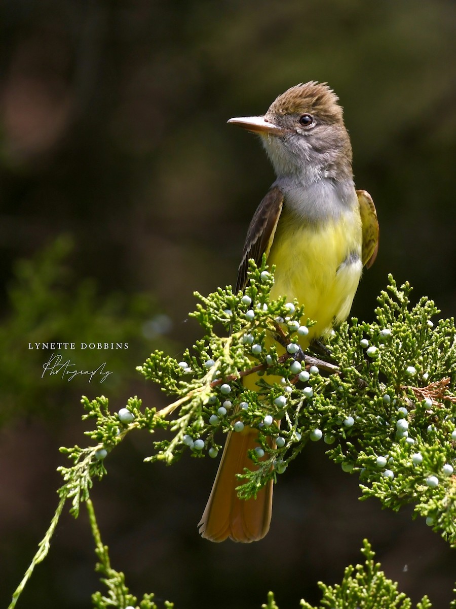 Great Crested Flycatcher - ML618896332