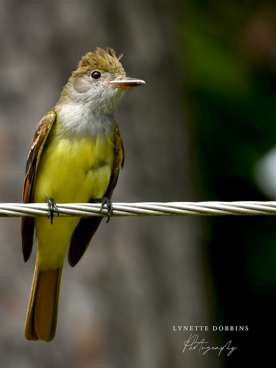 Great Crested Flycatcher - ML618896333
