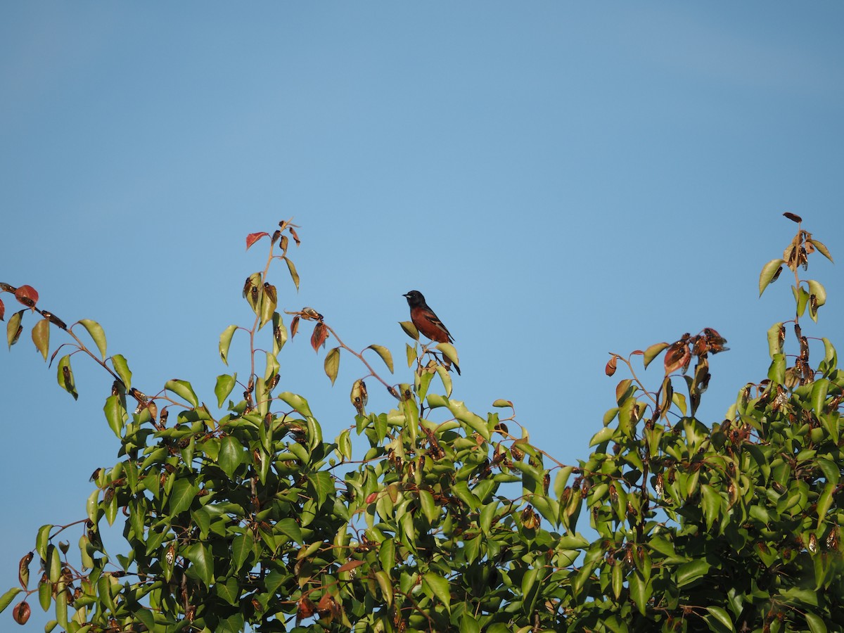 Orchard Oriole - ML618896345