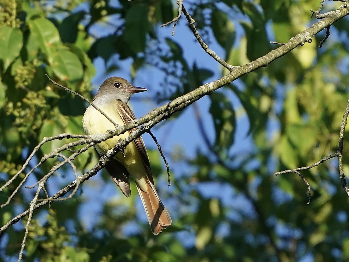 Great Crested Flycatcher - ML618896346