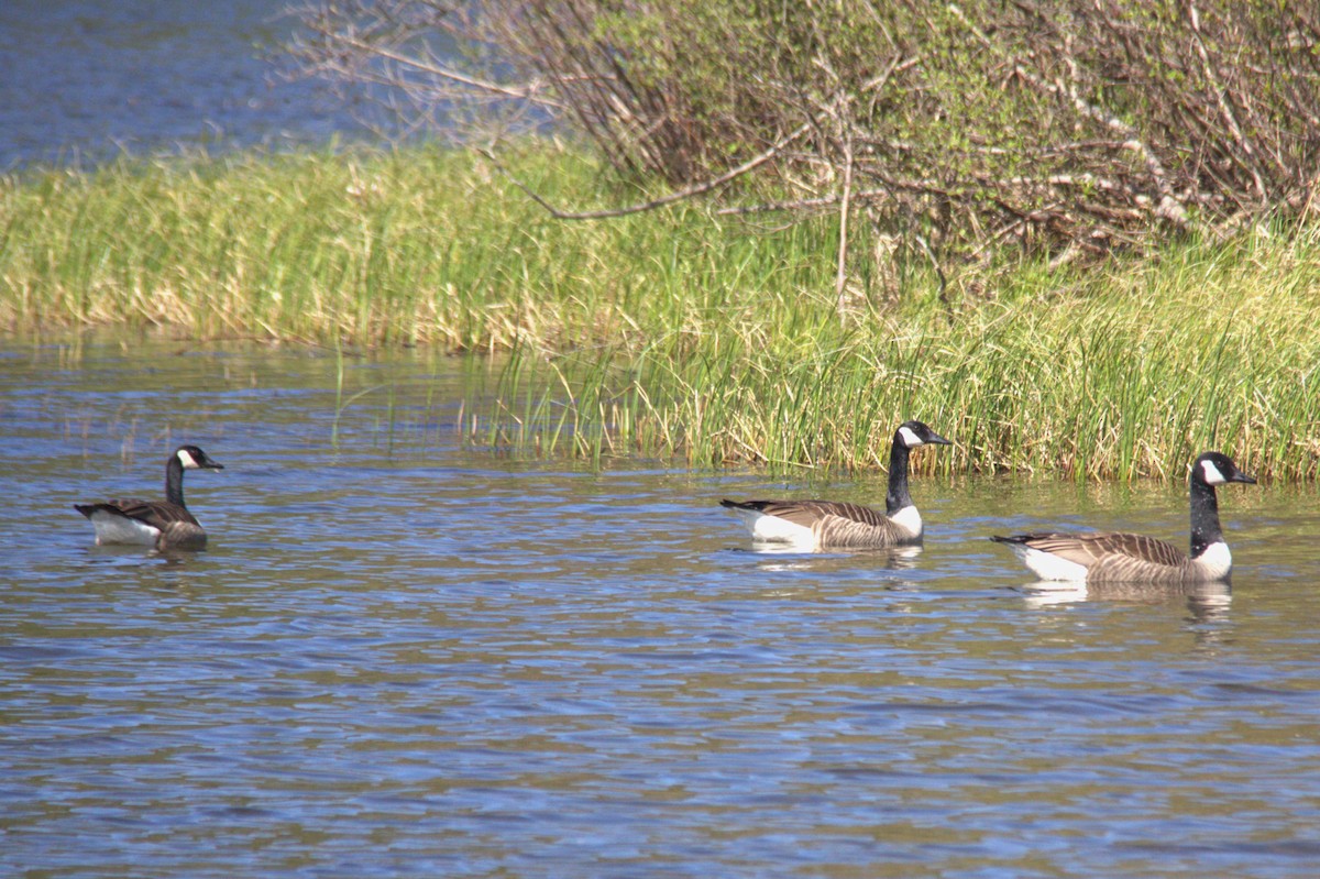 eBird Checklist 11 May 2024 Post Pond, Lyme 24 species