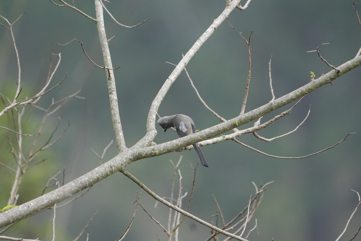 Gray Silky-flycatcher - Antigua Mountain Trail Team