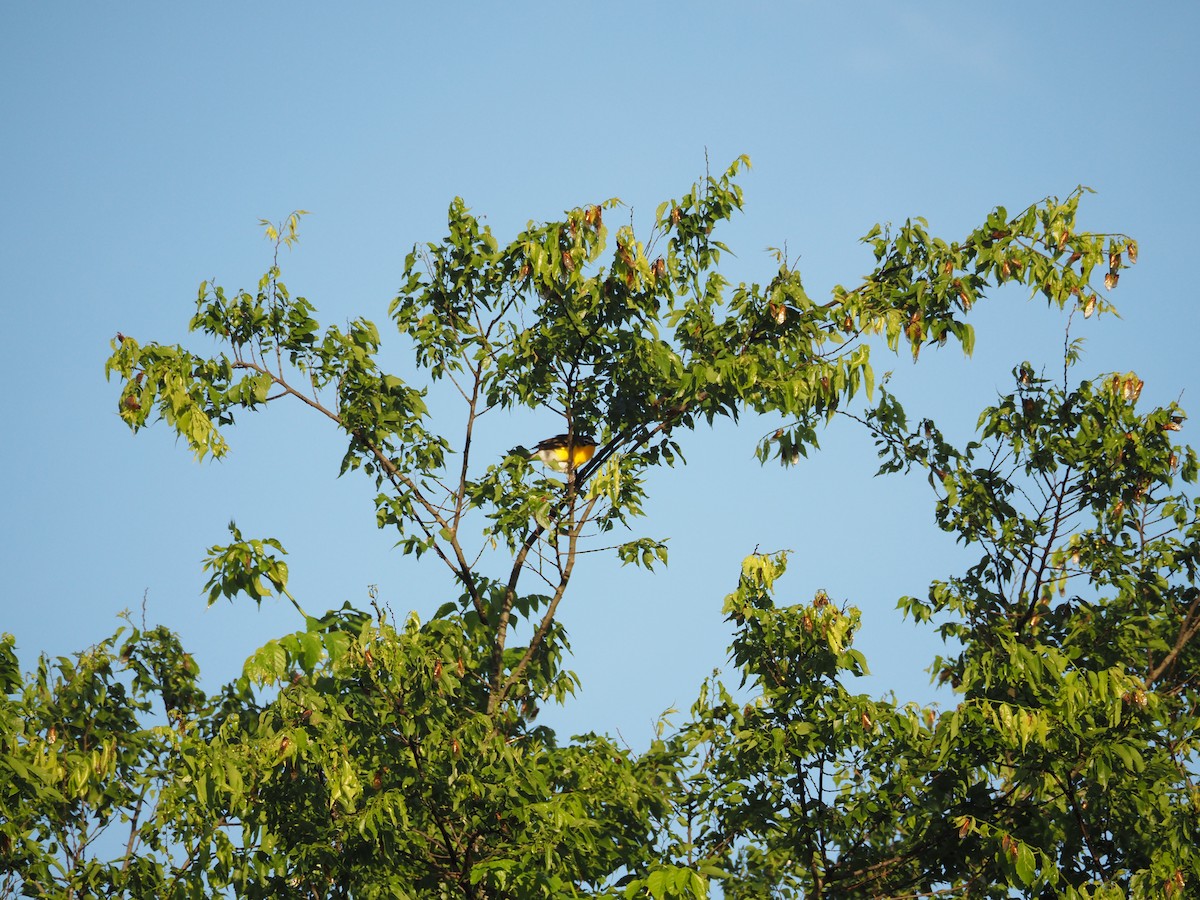 Yellow-breasted Chat - ML618896419
