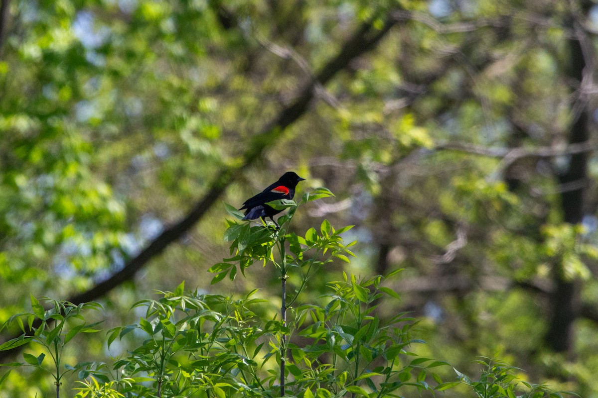 Red-winged Blackbird - ML618896438