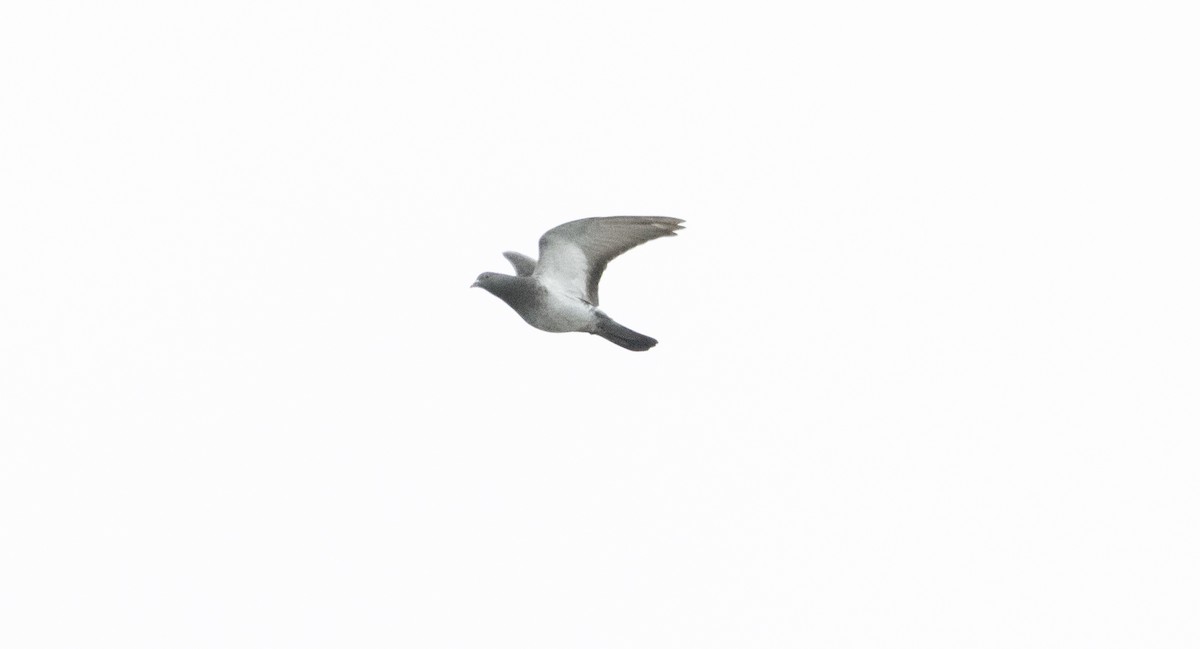 Rock Pigeon (Feral Pigeon) - ML618896499