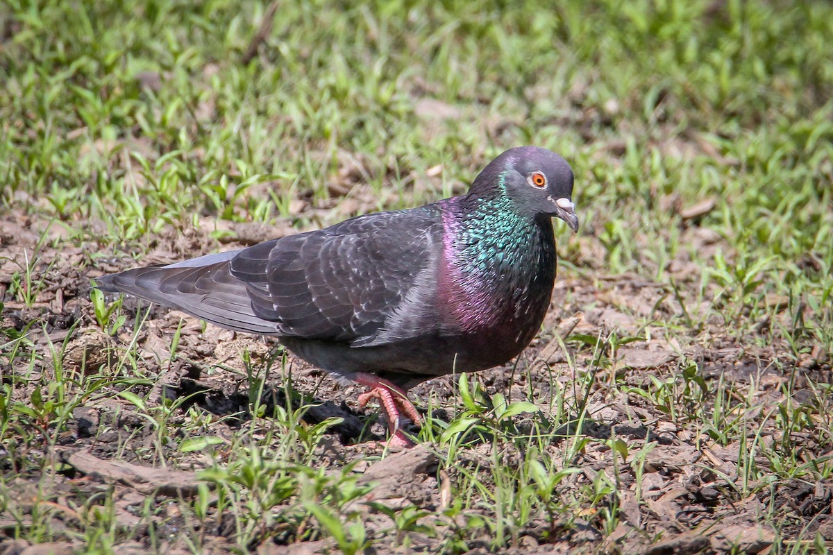 Rock Pigeon (Feral Pigeon) - Denise Hargrove
