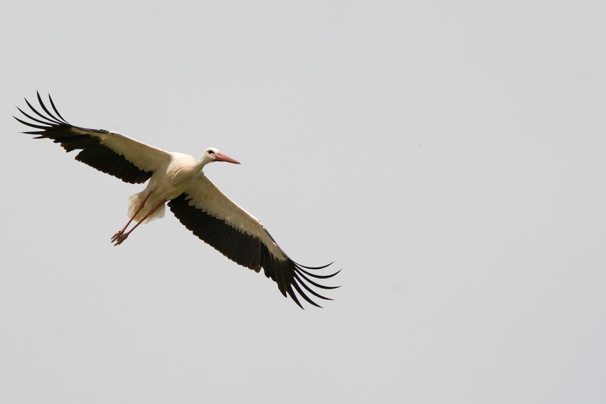 White Stork - ML618896522