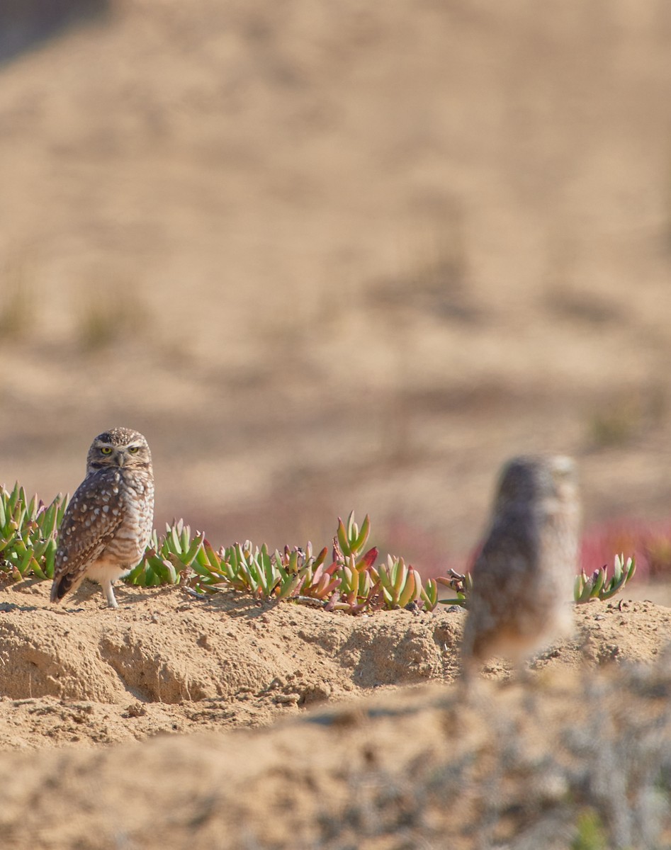 Burrowing Owl - Angélica  Abarca
