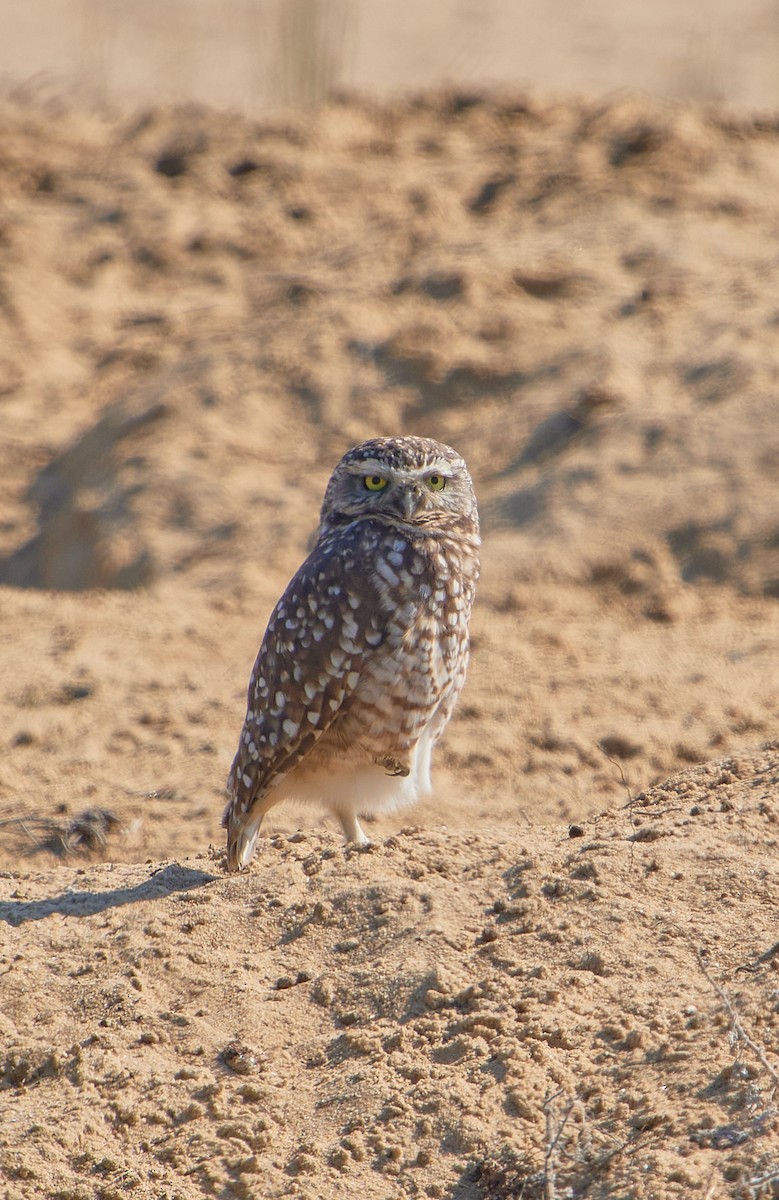 Burrowing Owl - Angélica  Abarca