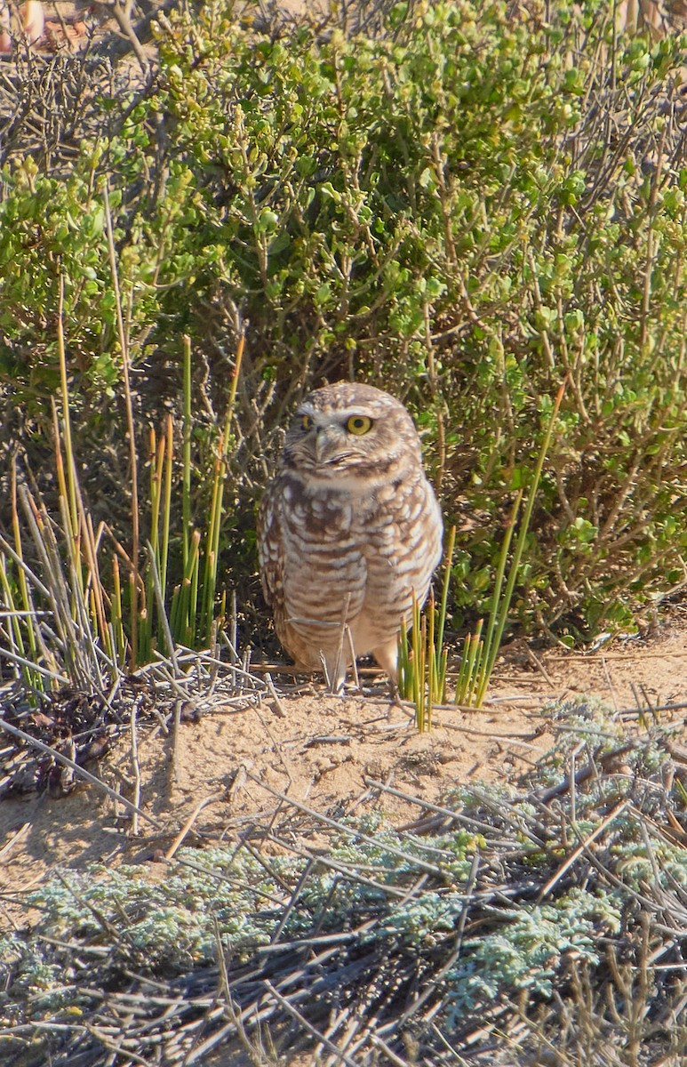 Burrowing Owl - ML618896538