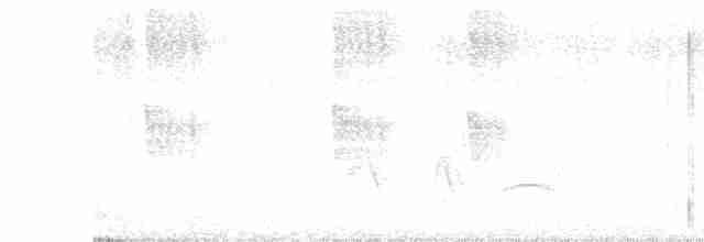 Мухолов-клинодзьоб сірий - ML618896565
