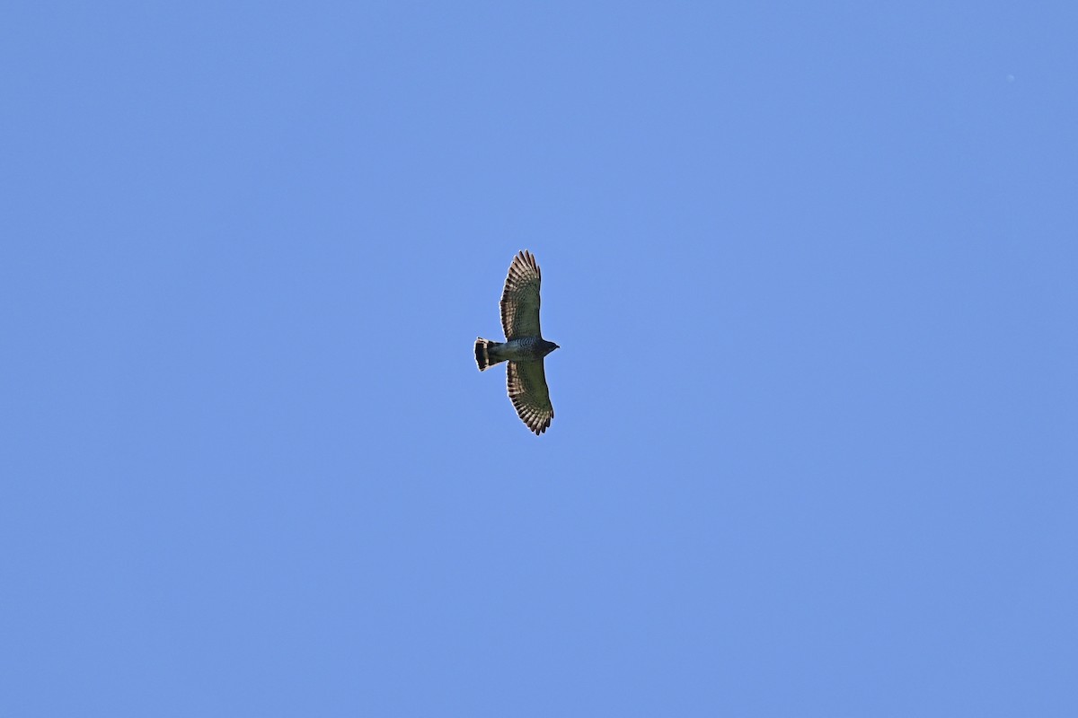 Broad-winged Hawk - ML618896676