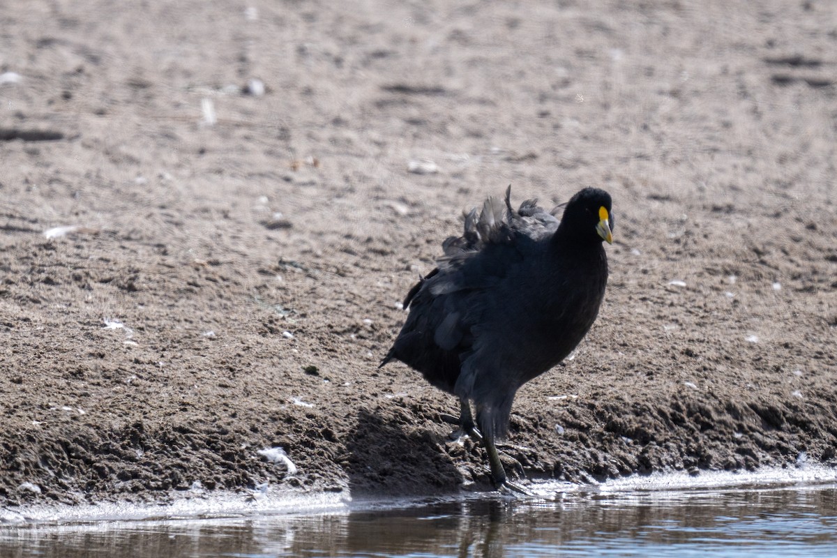 White-winged Coot - ML618896677