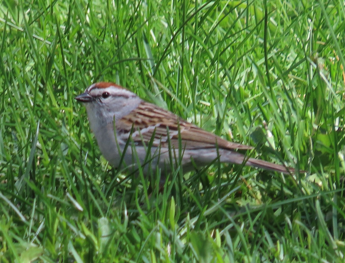 Chipping Sparrow - ML618896787
