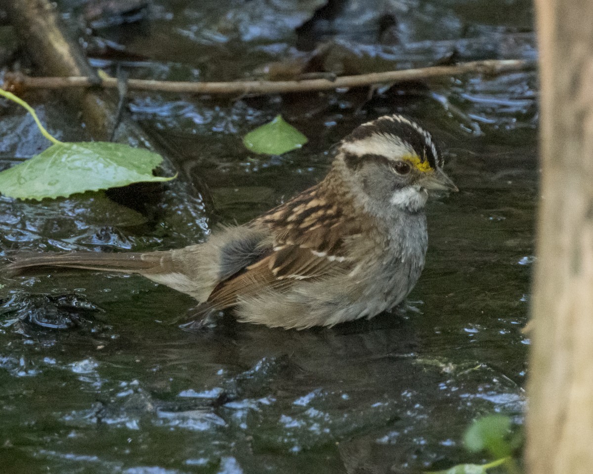 White-throated Sparrow - ML618896797