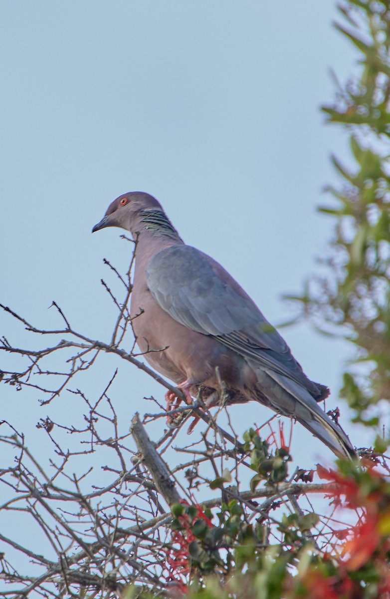 Chilean Pigeon - ML618896827