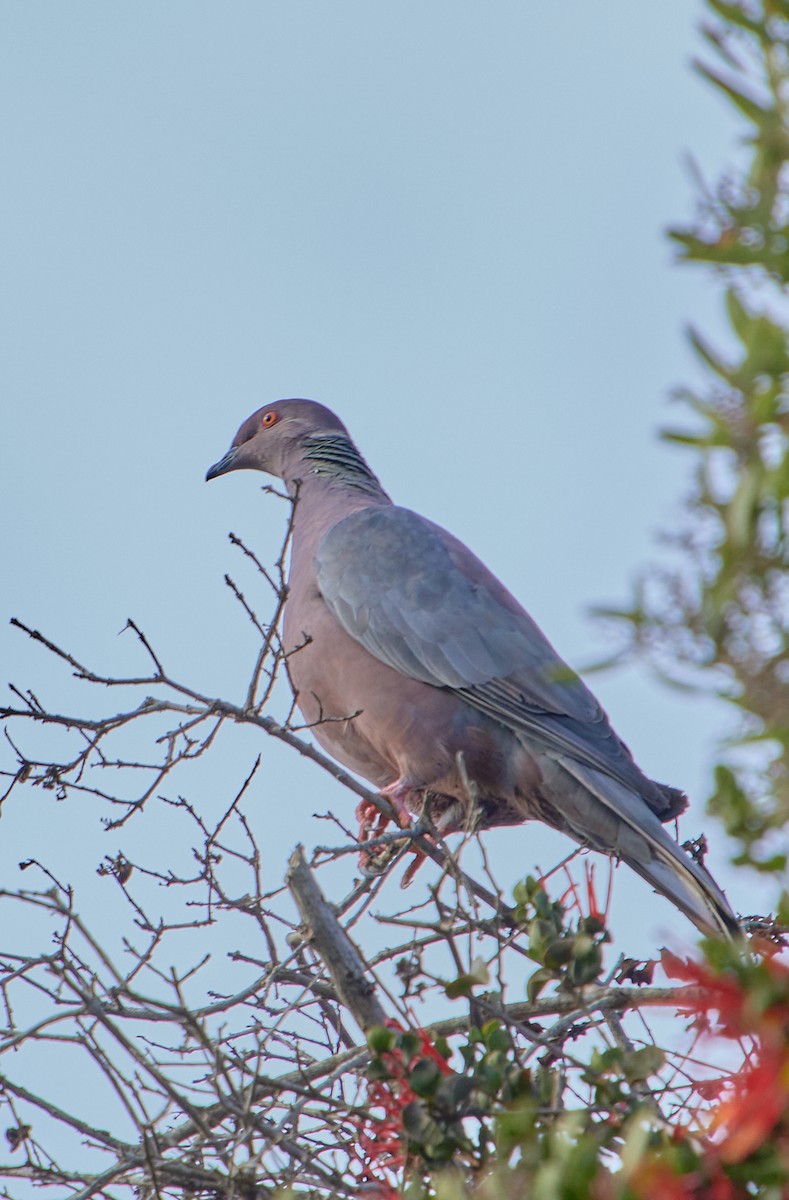 Chilean Pigeon - ML618896829
