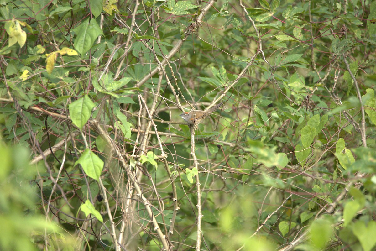 Pale-breasted Spinetail - ML618896891