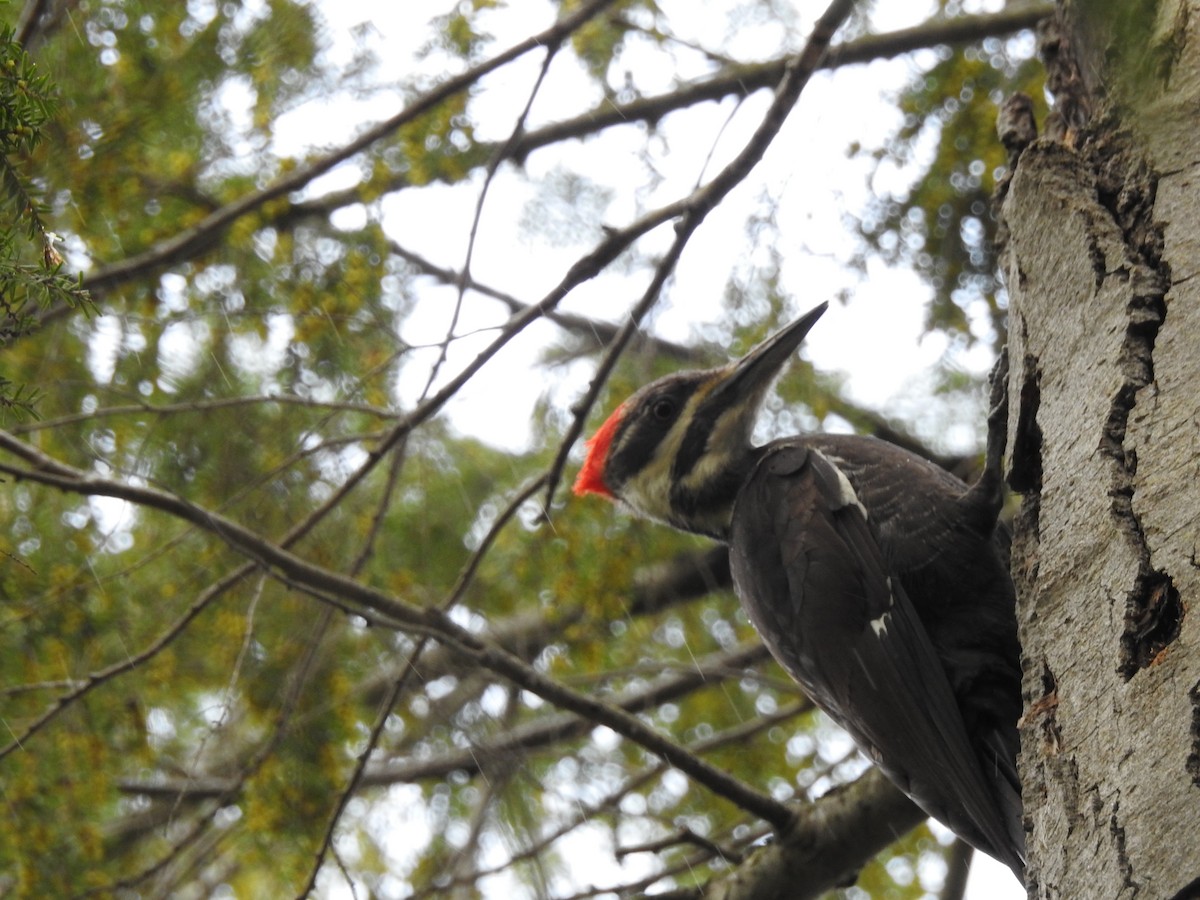 Pileated Woodpecker - ML618896948